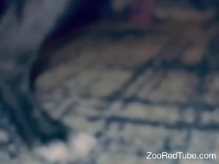 Dirty-minded dude gladly takes part in a kinky zoo porn